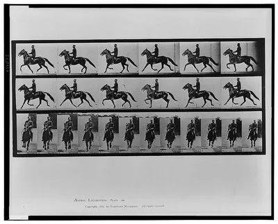 Animal locomotion, 1887