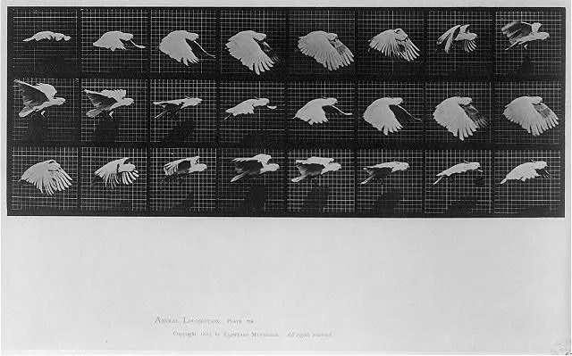 Animal Locomotion: Pl. 759, 1887
