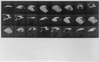 Animal Locomotion: Pl. 759, 1887