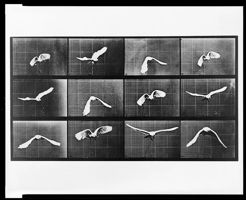 Animal Locomotion. Plate 762, 1887