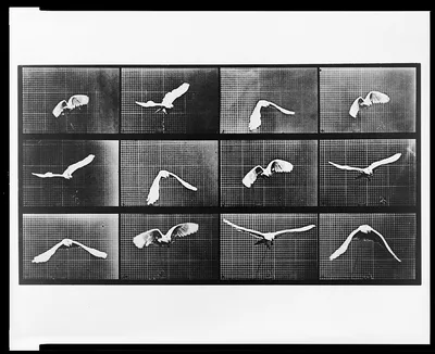 Animal Locomotion. Plate 762, 1887