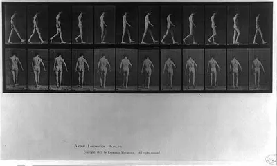 Animal Locomotion - side and rear views of man walking (pl. 546), 1887