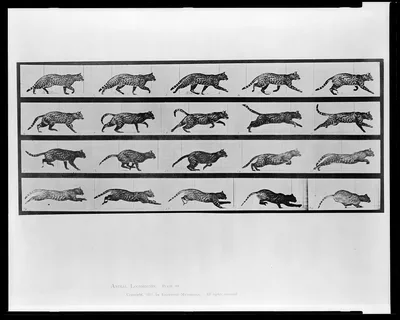 [Leopard leaping], 1887