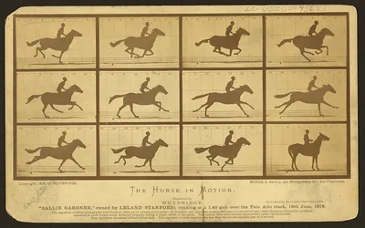 Photograph from 1878: The horse in motion, illus. by Muybridge. "Sallie…
