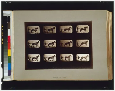 Horses. Irregular, Palo Alto, California, 1881