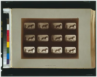 Horses. Hauling, Palo Alto, California, 1881