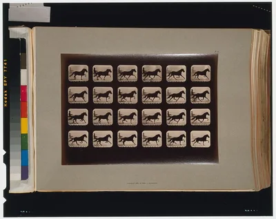 Horses. Pacing, Palo Alto, California, 1881