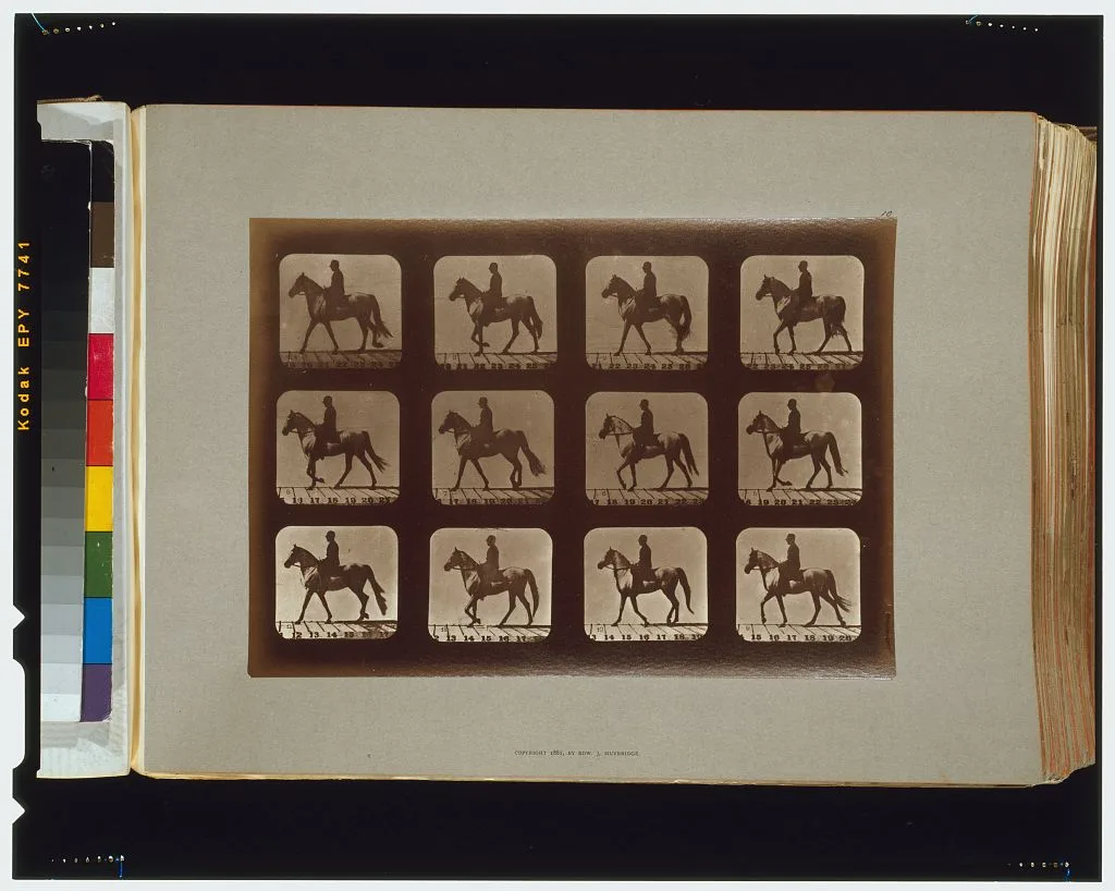 Horses. Walking, Palo Alto, California, 1881