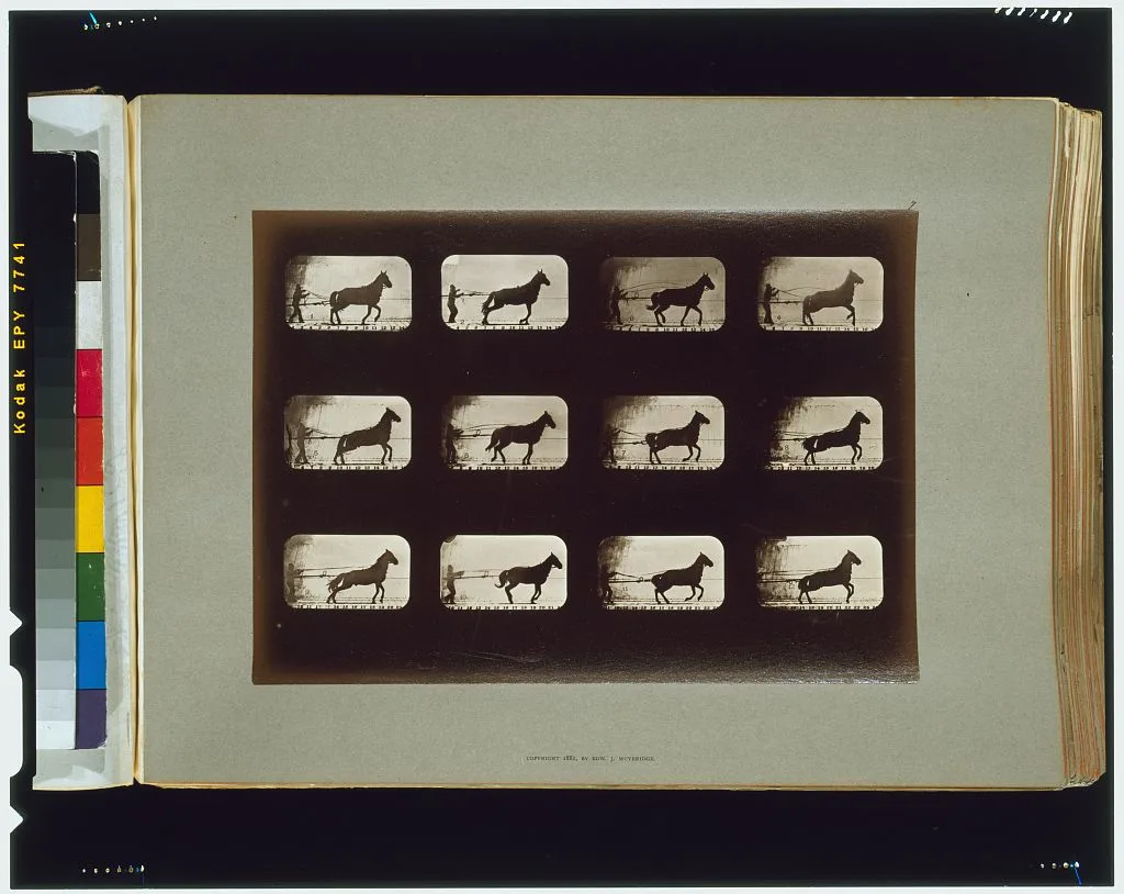 Horses. Irregular, Palo Alto, California, 1881