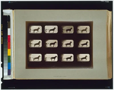Horses. Irregular, Palo Alto, California, 1881