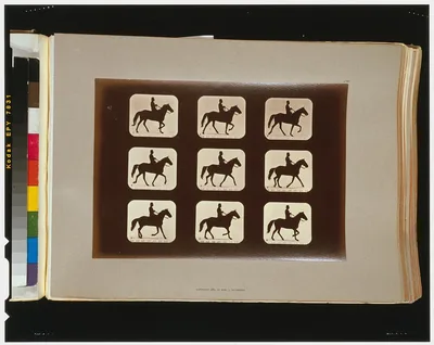 Horses. Ambling or single foot, Palo Alto, California, 1881
