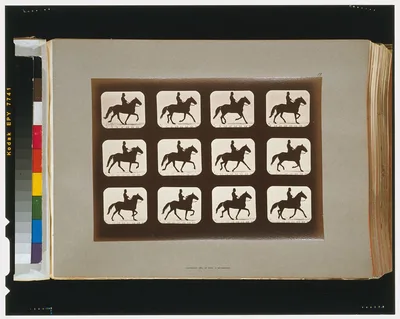 Horses. Ambling or single foot, Palo Alto, California, 1881