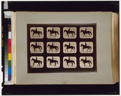 Horses. Cantering, Palo Alto, California, 1881