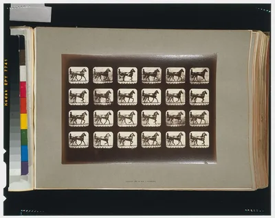 Horses. Trotting, Palo Alto, California, 1881