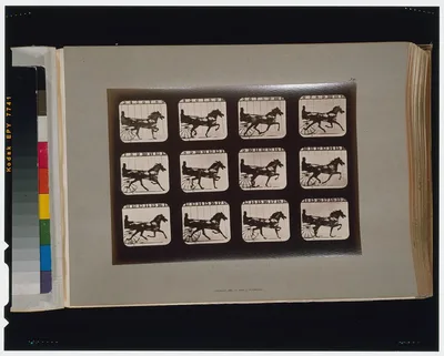 Horses. Trotting, Palo Alto, California, 1881