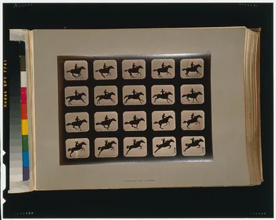 Horses. Leaping a 3 ft. 6 hurdle, California, Palo Alto, 1881
