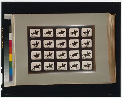 Horses. Running, California, Palo Alto, 1881