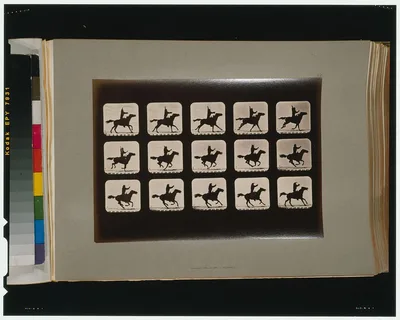Horses. Irregular, Palo Alto, California, 1881