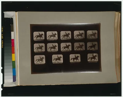 Horses. Irregular, Palo Alto, California, 1881