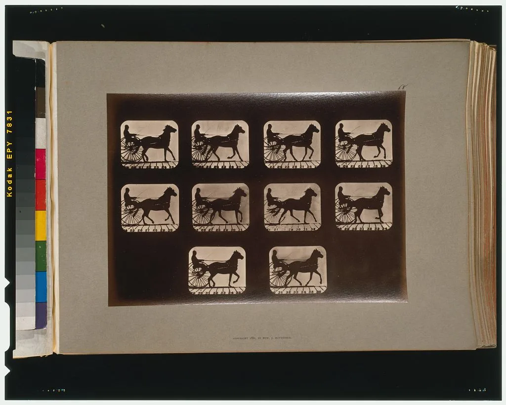 Horses. Irregular, California, Palo Alto, 1881