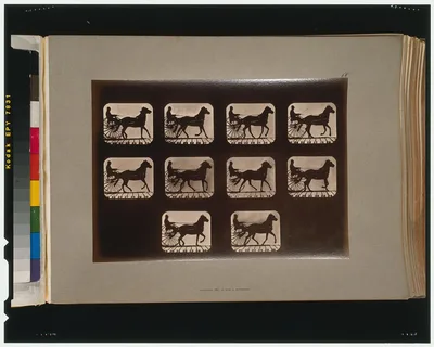 Horses. Irregular, California, Palo Alto, 1881