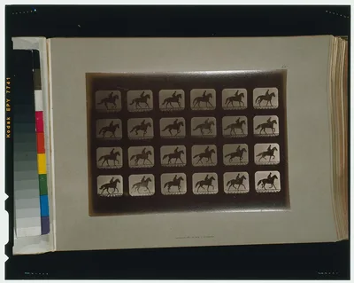 Horses. Irregular, California, Palo Alto, 1881