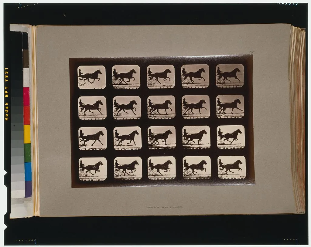 Horses. Irregular, California, Palo Alto, 1881