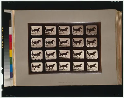 Horses. Irregular, California, Palo Alto, 1881