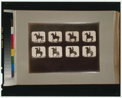 Horses. Backing, California, Palo Alto, 1881