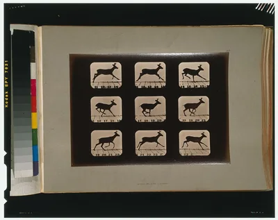 Deer, running, Palo Alto, California, 1881
