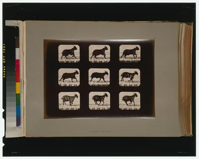 Goat, running, Palo Alto, California, 1881