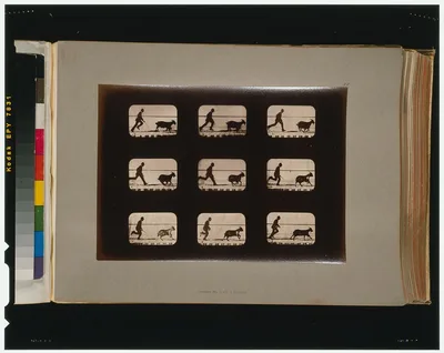 Goat, running, Palo Alto, California, 1881