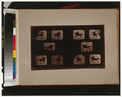 Horses. Running, California, Palo Alto, 1881