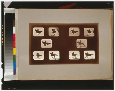 Horses. Running, California, Palo Alto, 1881