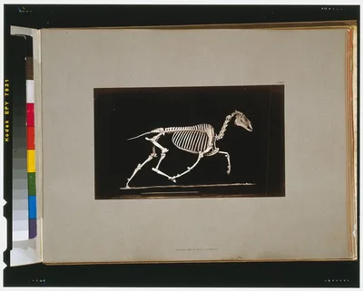 Skeleton of horse. Trotting.  Leaving the ground, California, Palo Alto, 1881