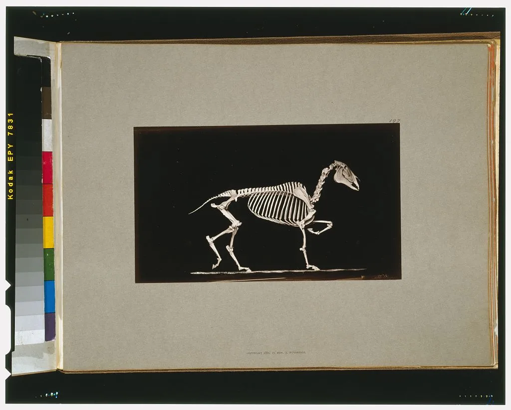 Skeleton of horse. Trotting. On the ground, California, Palo Alto, 1881