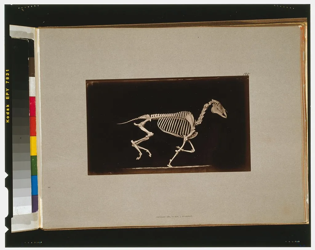 Skeleton of horse. Running. Leaving the ground, California, Palo Alto, 1881