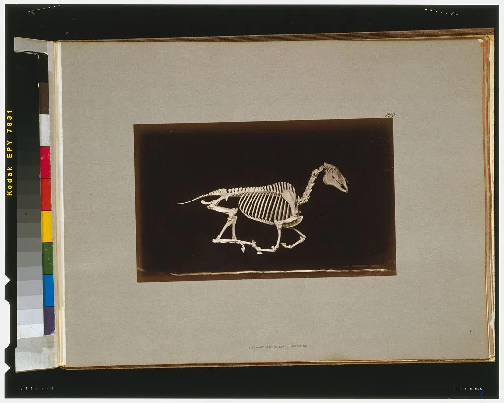 Skeleton of horse. Running. Off the ground, California, Palo Alto, 1881