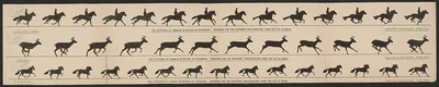 The attitudes of animals in motion, by Muybridge, arranged for the…, 1882