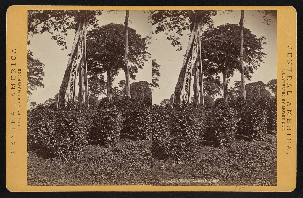 Las Nubes, Matapala tree, Guatemala, Las Nubes, 1873