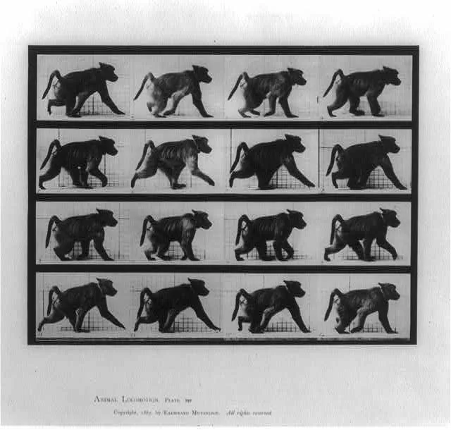 Animal locomotion, 1887