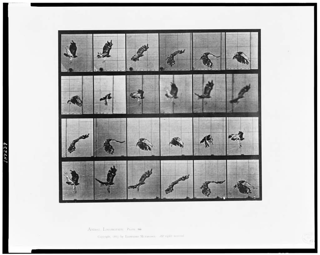 Animal locomotion, 1887
