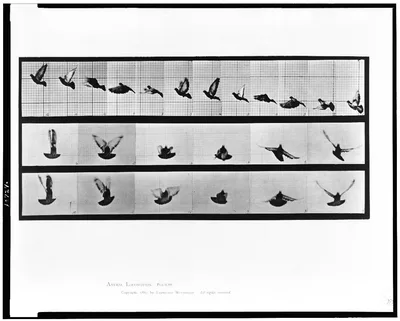 Animal locomotion, 1887