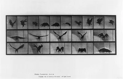 Animal locomotion, 1887