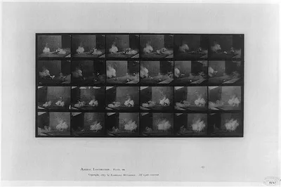 Animal locomotion, 1887