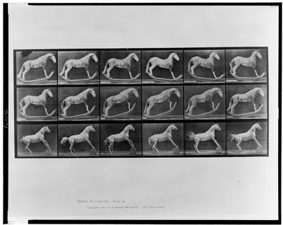 Animal locomotion, 1887