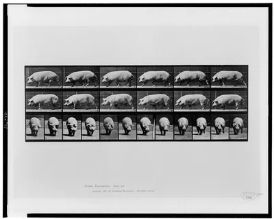 Animal locomotion, 1887
